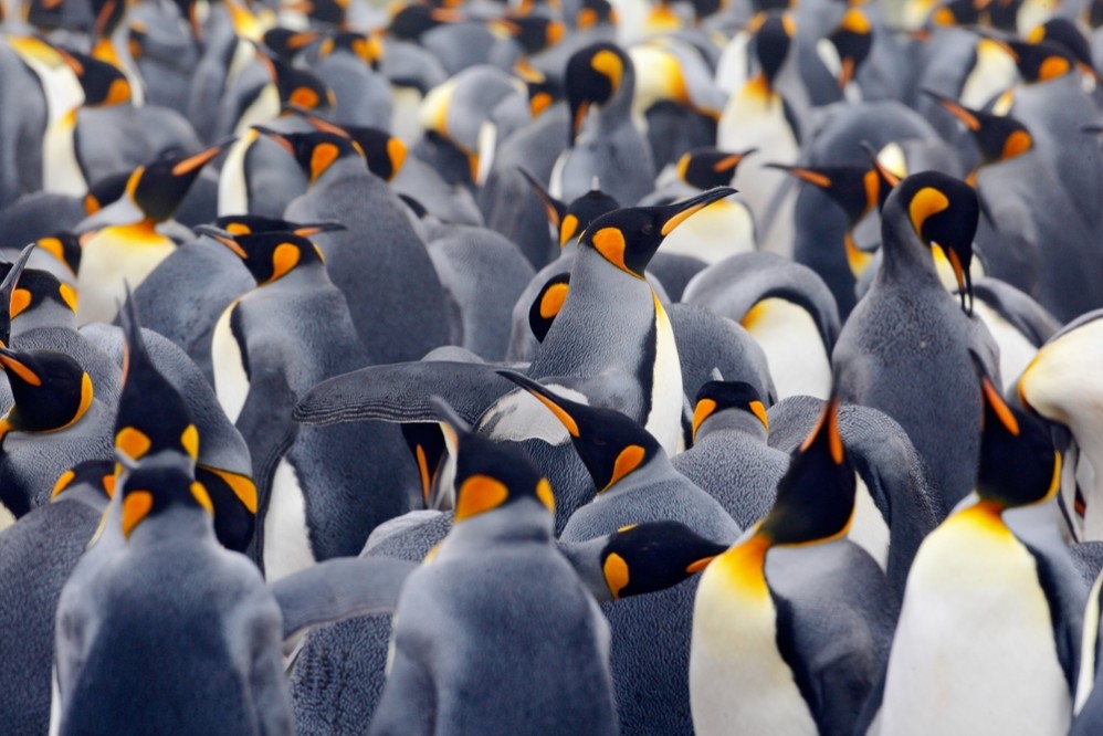 What Penguins Teach Us About Microaggressions