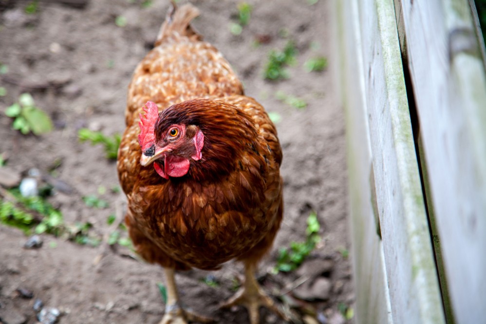 Why You Should Keep Backyard Chickens