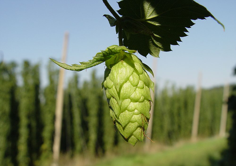 LuckyStarr / Wikimedia