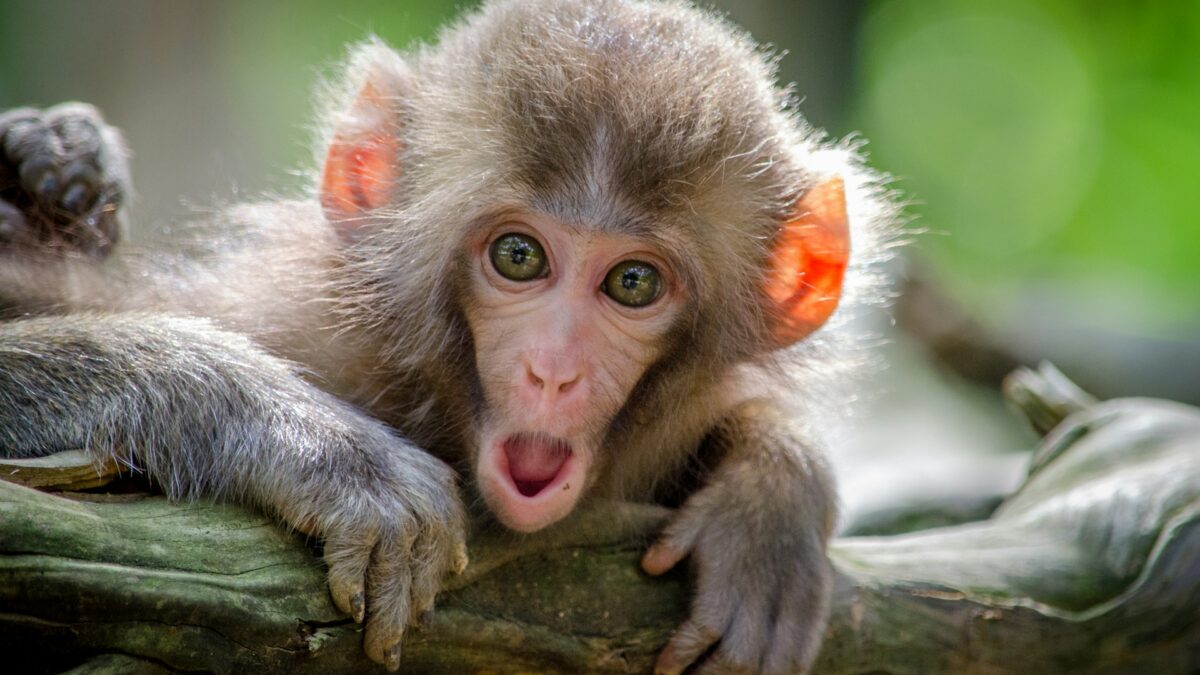 monkey