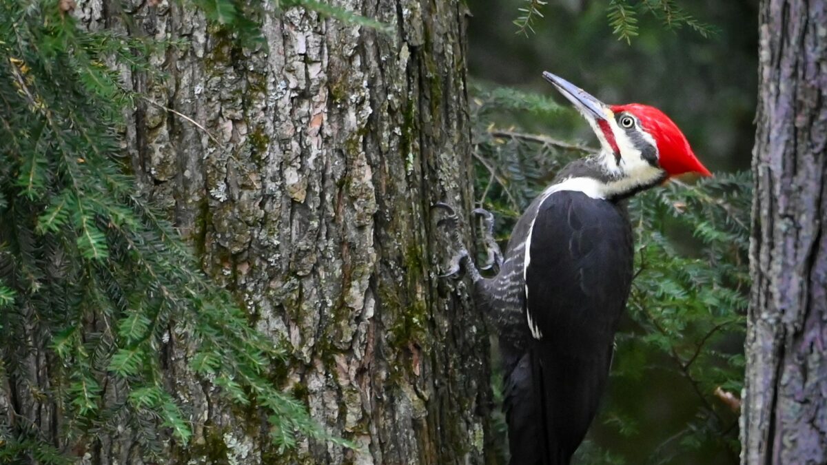 woodpecker
