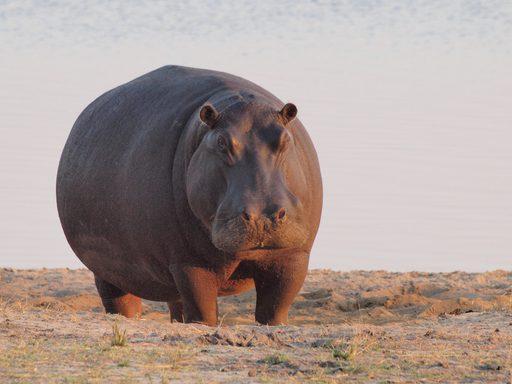 2017 Hippopotamus