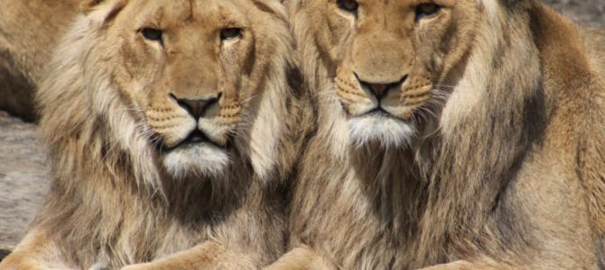 LGBT website uses lions mating as evidence of gay gene