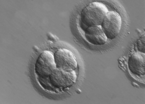 embryo adoption