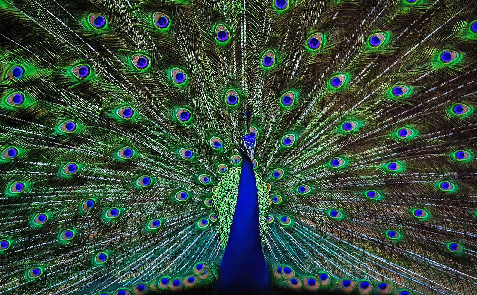beauty of peacocks