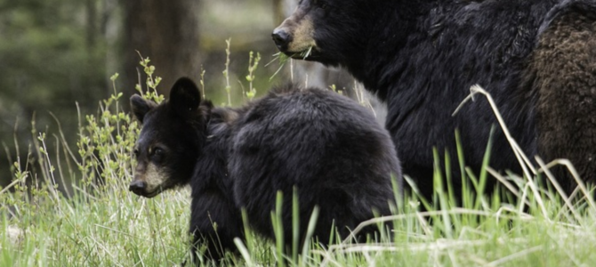 wildlife conservation black bears