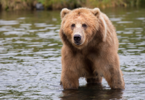 wildlife bears conservation