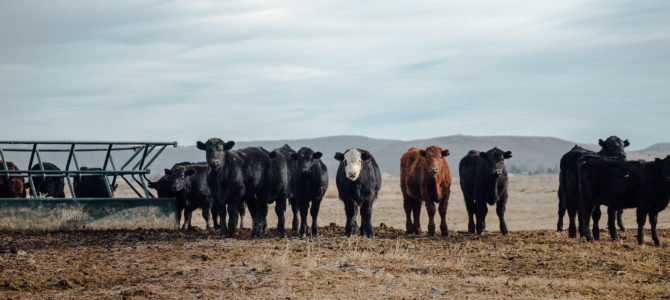 Cattle. Photo by Loren Kerns/Flickr.