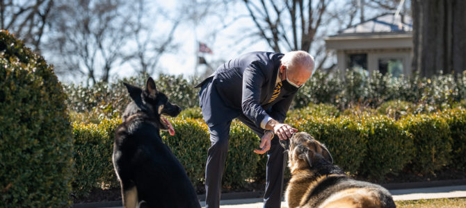 Joe Biden plays with Champ and Major on Feb. 24, 2021, in the Rose Garden of the White House. White House Photo Courtesy Of Ana Isabel Martinez Chamorro/Flickr.