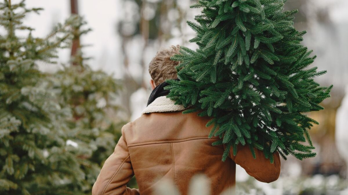 Man carrying a Christmas tree.