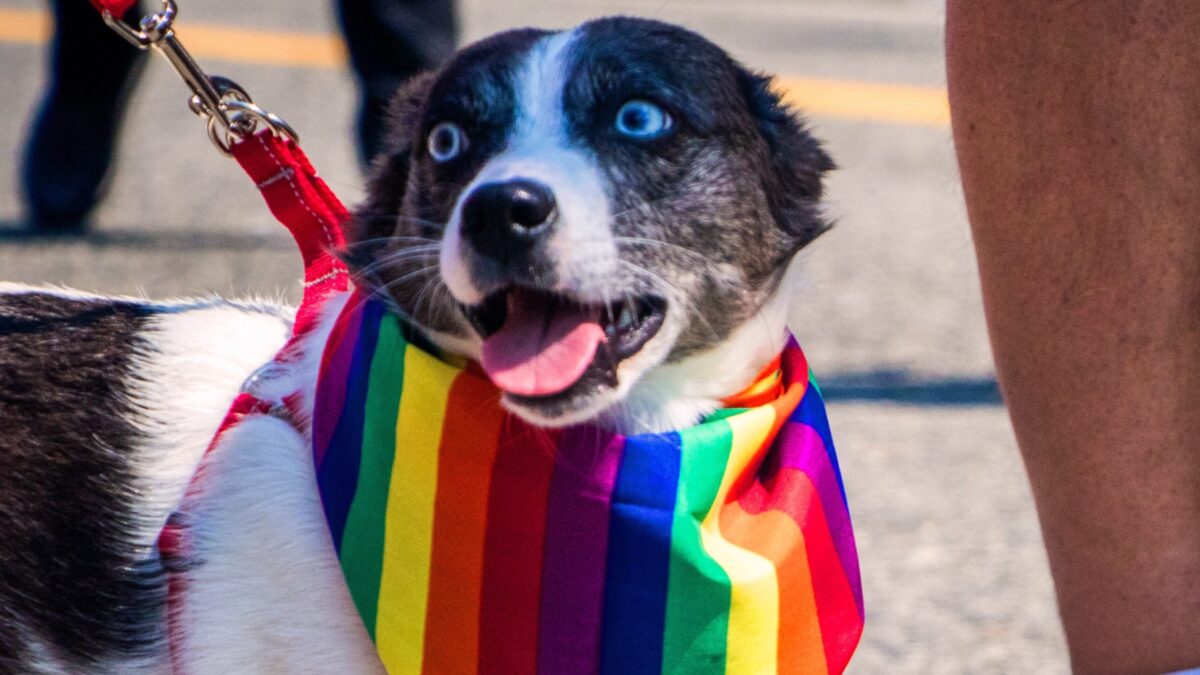pride month rainbow bandana on dog