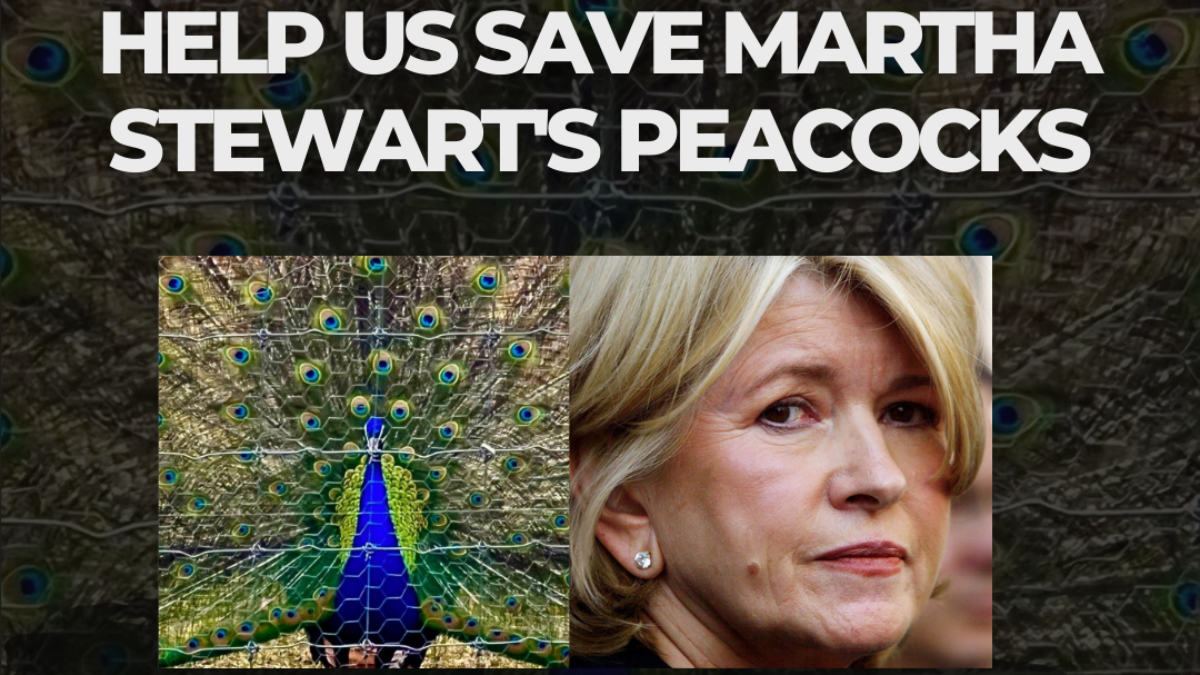 Martha Stewart and her peacocks