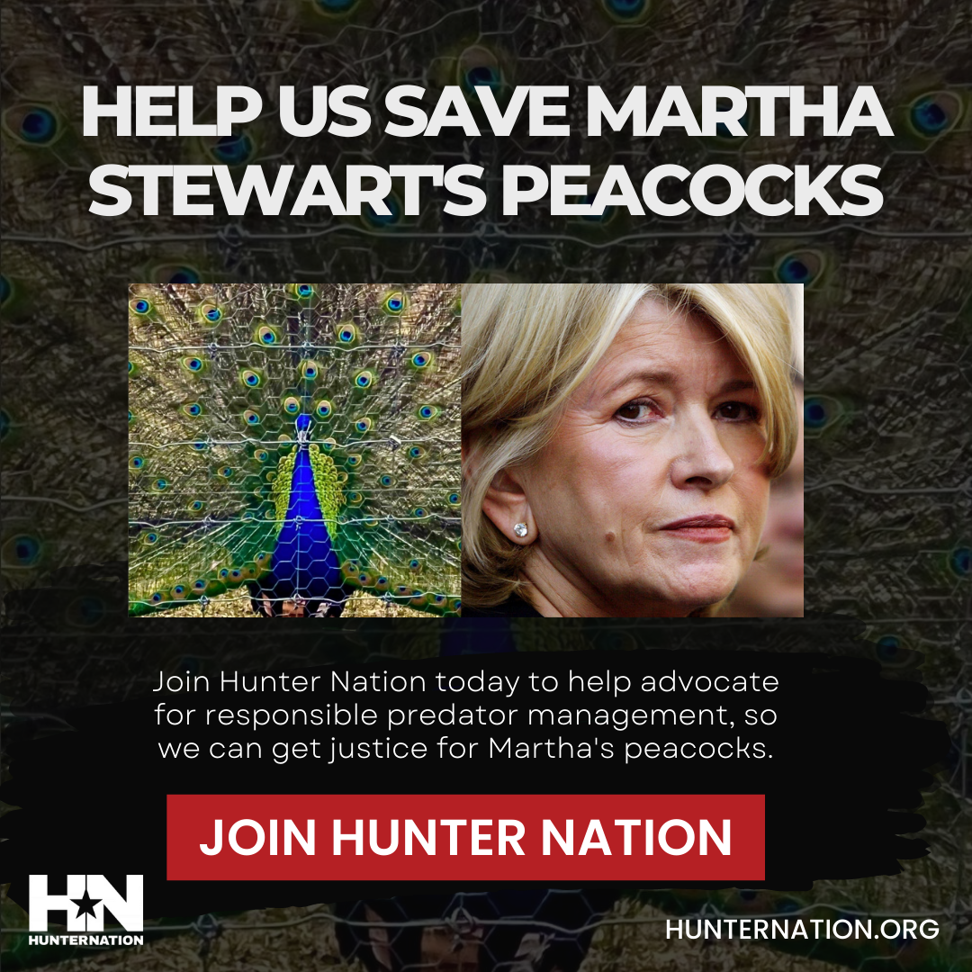Martha Stewart's Peacocks Died Because We Can't Hunt Enough - Vimarsana News