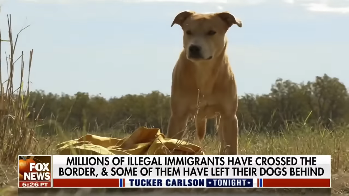 Stranded dog at the U.S. southern border