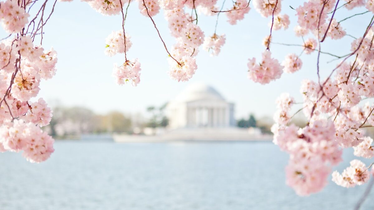An article about the jeffersonians has a picture of the jefferson monument surrounded by cherry blossoms.