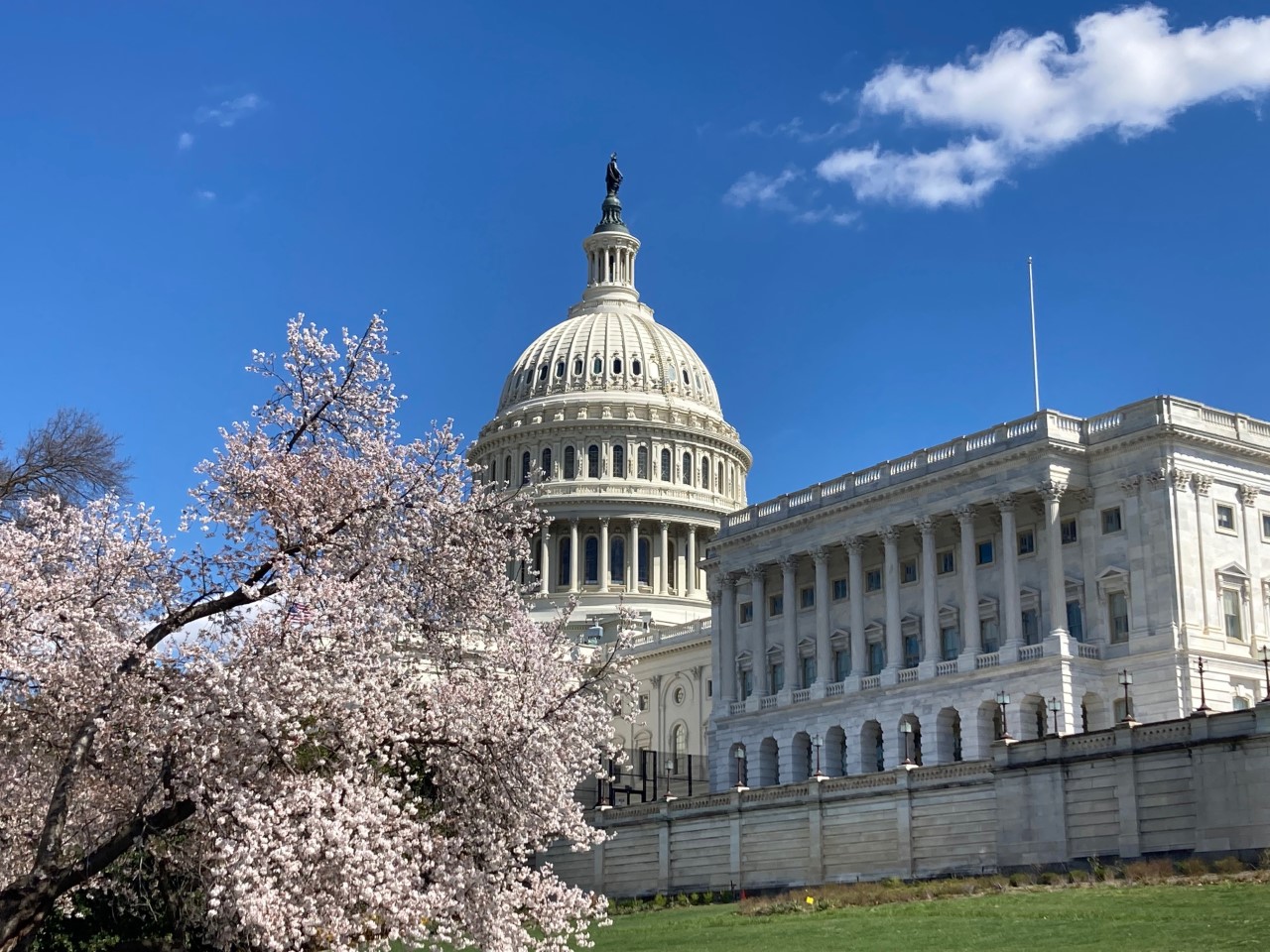 D.C.’s Cherry Blossoms Illustrate The Beauty And Fragility Of Spring