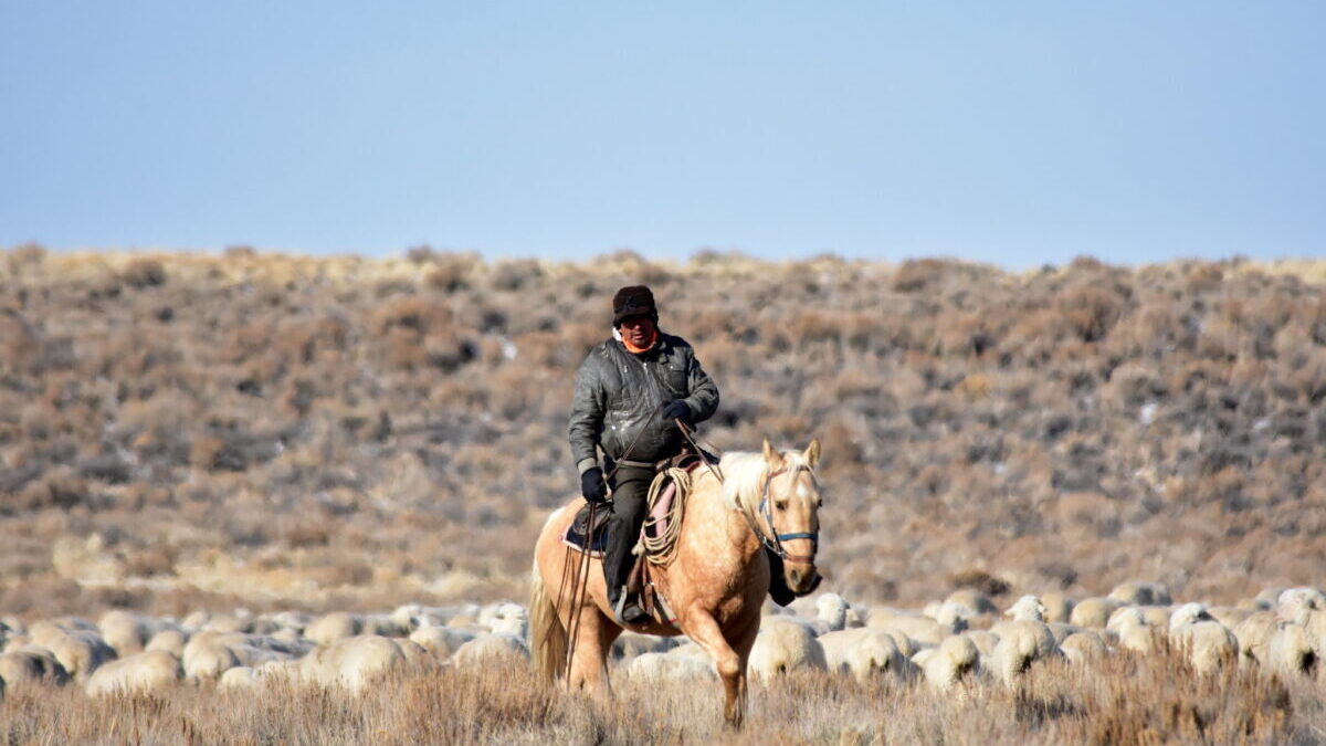 Sheepherder on horseback
