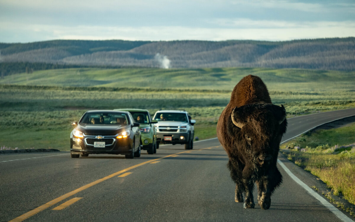 Tourists in Yellowstone should not provoke bison.