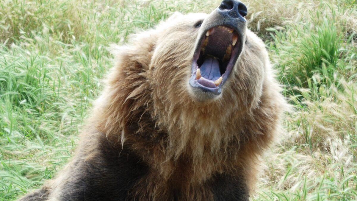 Growling Bear grizzly