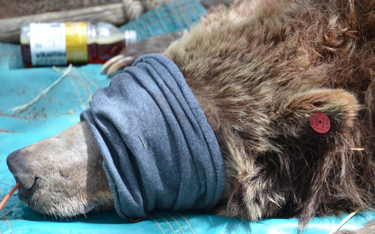 Grizzly bear that attacked woman in Yellowstone euthanized.