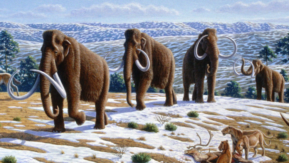 pack woolly mammoths walk over snowy landscape