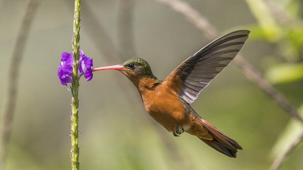 Hummingbird eating from flower