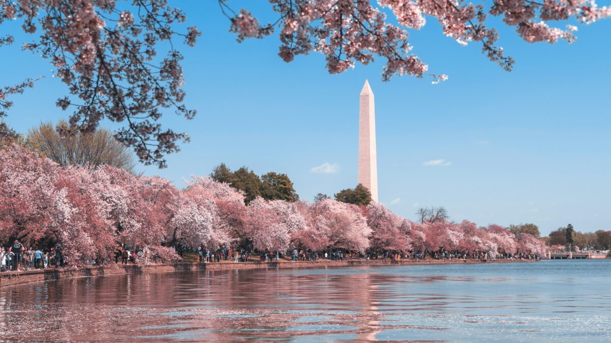 Cherry blossoms on the National Mall.