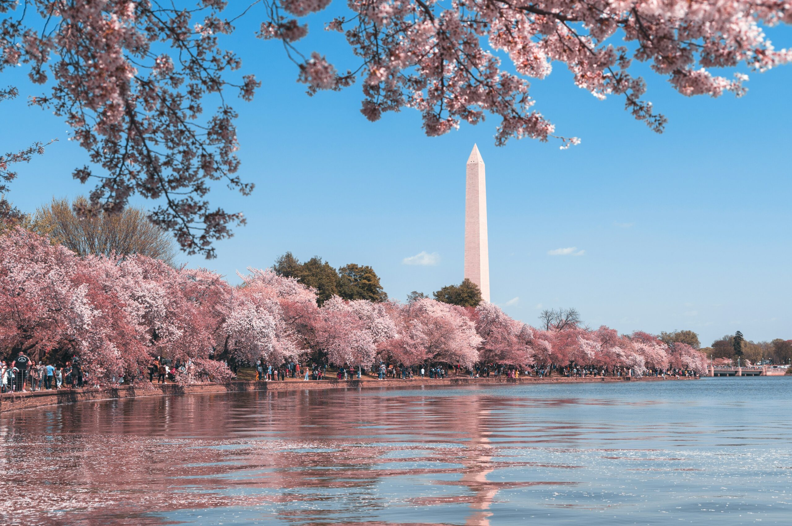 D.C. Cherry Blossoms Face Climate Activists’ Threats – A Concern for All