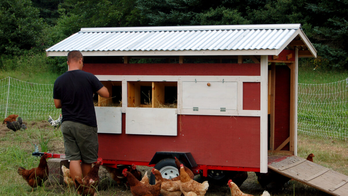 man feeding chickens in their coop