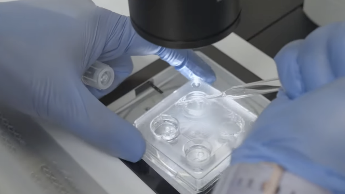 IVF facility making embryos