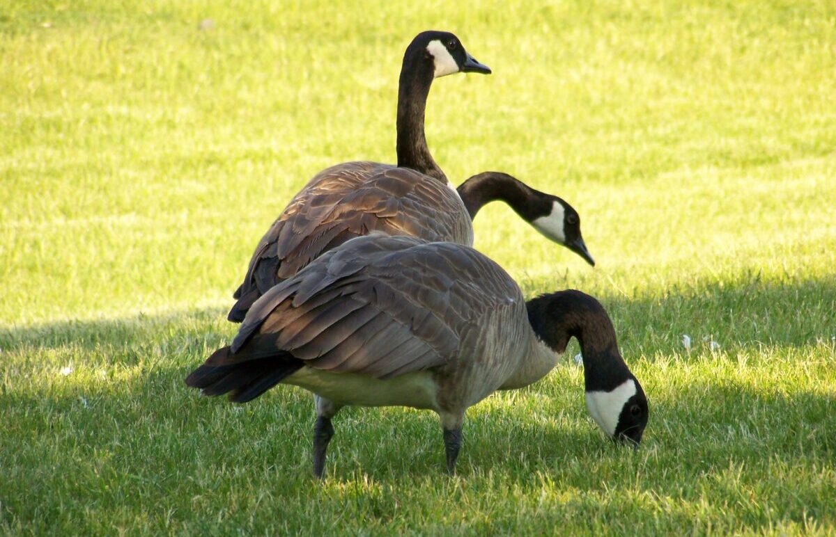 PolitiFact Issues Bogus Fact Check Of Springfield Geese Hunting