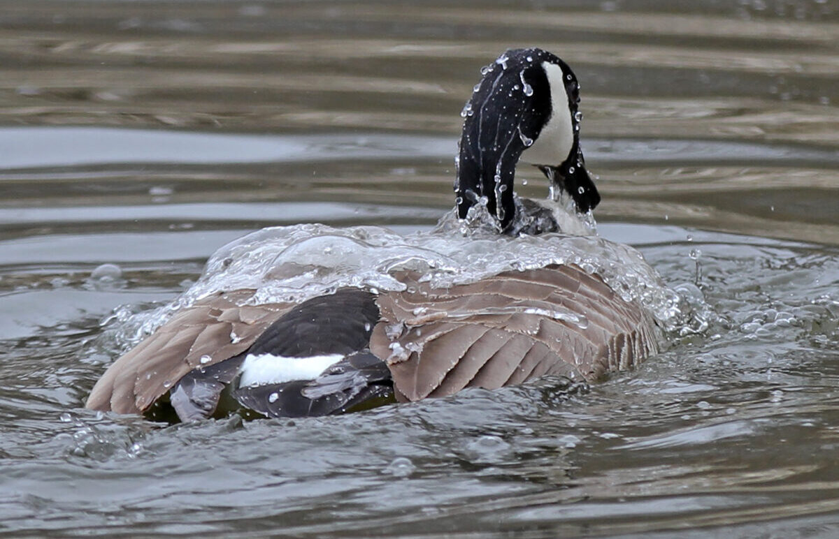 Facebook Censors Federalist Report On Springfield Goose Hunting