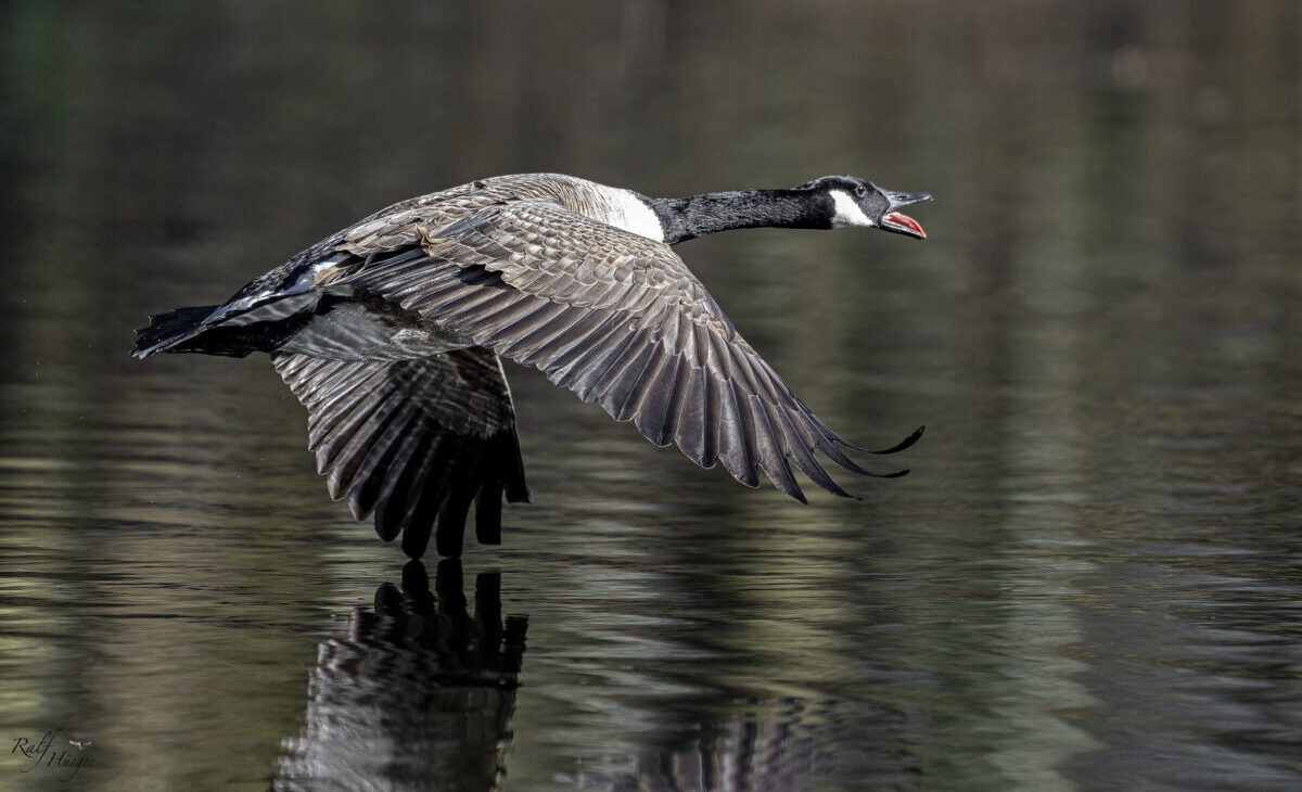 Ohio Department Of Natural Resources Confirms Second Springfield Phone Call Related To Haitian Goose Hunting