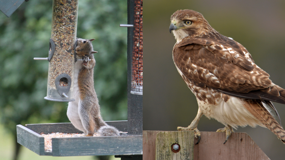 Hawk, squirrel eating from bird feeder