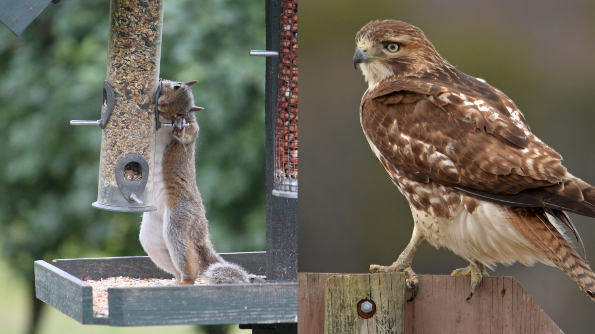 Bird-Watching Is Not A Hobby For Olds, It’s A Sport For Men