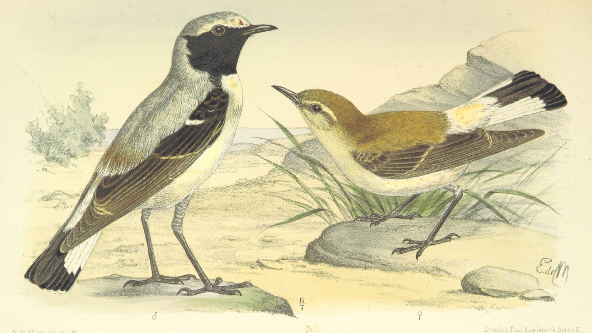 sketch of a male and female bird