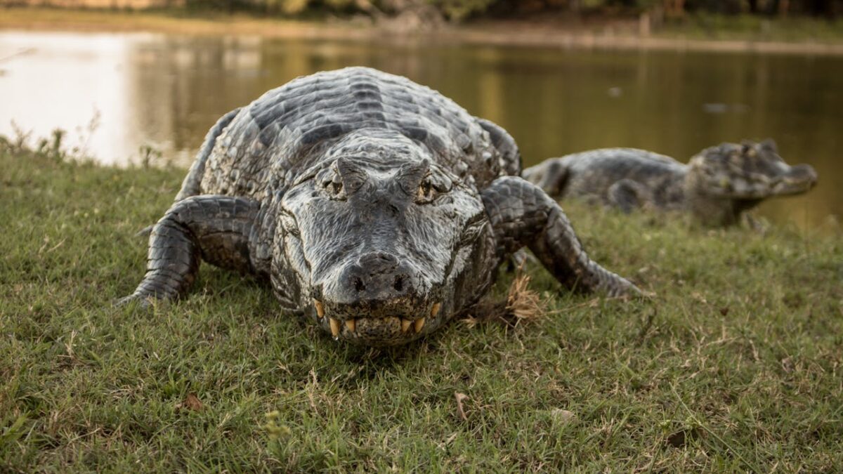 alligator leaving swamp