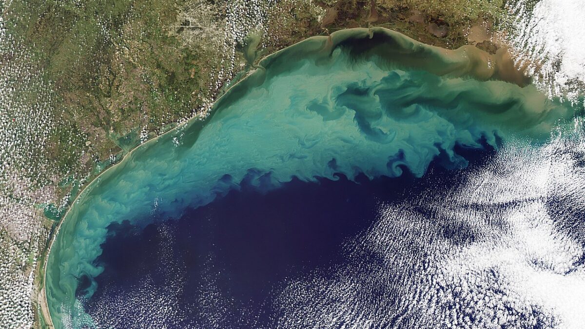 Much of the dirt that colours the water is likely re-suspended sediment dredged up from the sea floor in shallow waters. The tan-green sediment-coloured water transitions to clearer dark blue water near the edge of the continental shelf where the water becomes deeper. The ocean turbulence that brought the sediment to the surface is readily evident in the textured waves and eddies within the tan and green waters. Tropical Storm Ida had come ashore over Alabama and Florida, immediately east of the area shown here, a few hours before the image was acquired. The storm’s wind and waves may have churned up waters farther west. A second source of sediment is visible along the shore. Many rivers, including the Mississippi River, drain into the Gulf of Mexico in this region. The river plumes are dark brown that fade to tan and green as the sediment dissipates. Rivers throughout the region ran high, likely carrying more sediment than usual into the Gulf. The rivers also carry nutrients like iron from soil and nitrogen from fertilizers. These nutrients fuel the growth of phytoplankton, tiny, plant-like organisms that grow in the ocean surface waters. Phytoplankton blooms colour the ocean blue and green and may be contributing to the colour seen here.