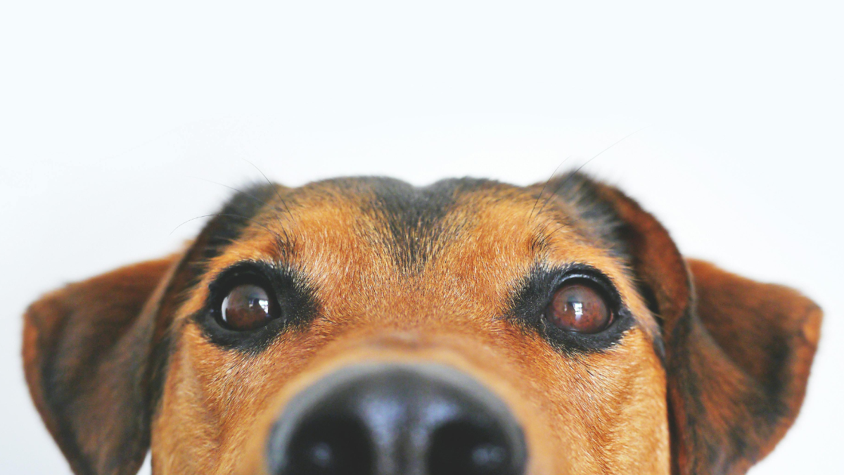 dogs