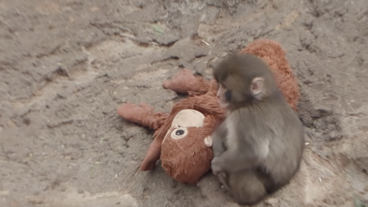 Punch The Monkey’s Viral Orphanhood Is The Perfect Reminder That Babies Need Their Moms