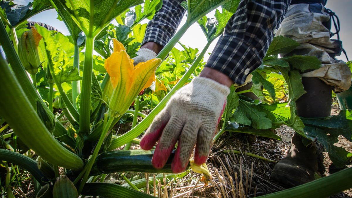 Trump Needs To End Big Agriculture’s Cheap Foreign Labor Racket
