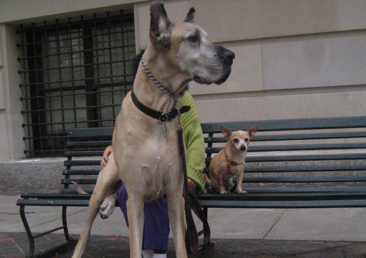 Ladies, Don’t Get A Big Dog That You Can’t Control