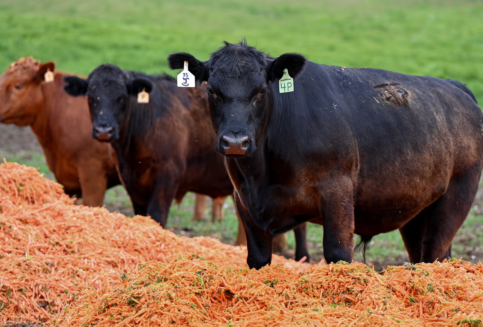 thefederalist.com - Chris Bray - Rancher's Crisis Shows What's Wrong With The U.S. Beef Market